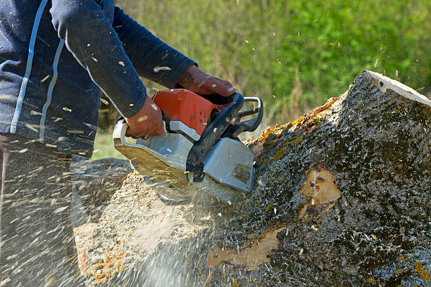 Large Tree Removal in Grant, MI